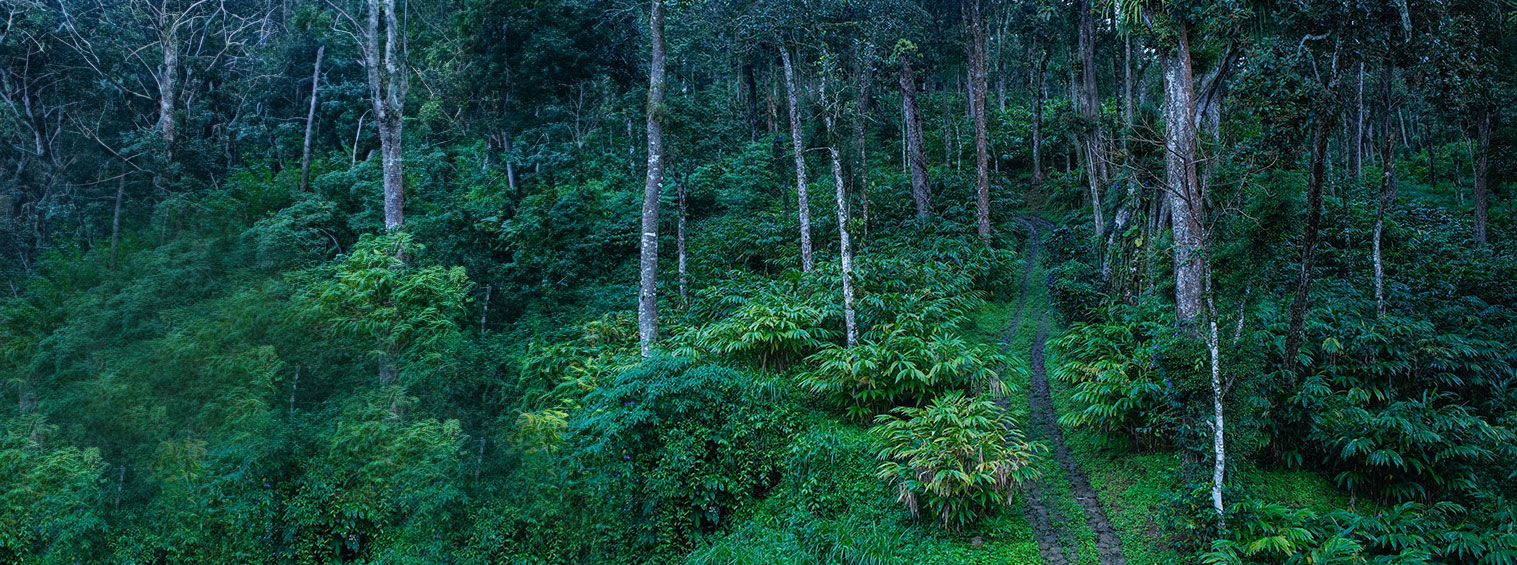 makayiram resort Munnar